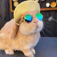 خرگوش رایگان باخرید لوازم نگهداری با کارتکس سلامت