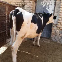 گاو|حیوانات مزرعه|درودزن, |دیوار