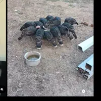 بوقلمون محلی
