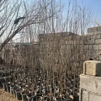 درخت خرمالو کن گلدانی بدون خطا