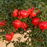 1200متر-باغ-انار-هفت-تیر-فرصت-طلایی