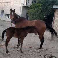 اسب
