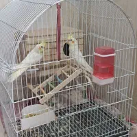 جفت عروس هلندی نرو ماده