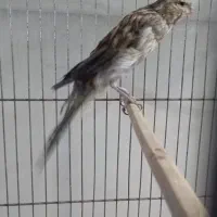 قناری رسمی بلند