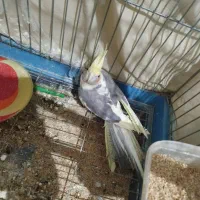 عروس هلندی|پرنده|بروجرد, |دیوار