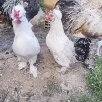 مرغ و خروس سلطان