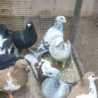 کفتر بوم