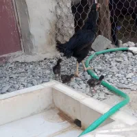 ماده مرغ نسل دار