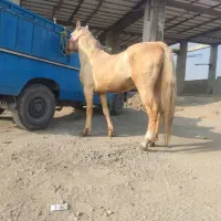 نریان خالص کرد داری برگه کشش