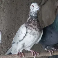 کبوتر کوهی سرور نامور|پرنده|همدان, |دیوار
