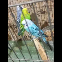 مرغ عشق انگلیسی|پرنده|کرمانشاه, |دیوار