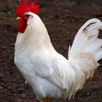 خروس برای قربانی