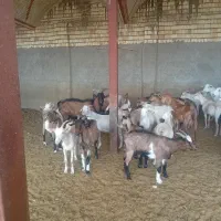 بُز سانن و آلپاین