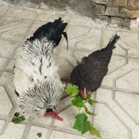 مرغ و خروس