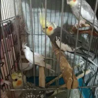 هلندی عروس