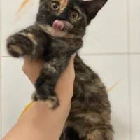 واگذاری پیشی کوچولو|گربه|رشت, سعدی (تختی)|دیوار