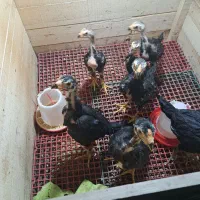 جوجه لاری از خط خونی معتبر