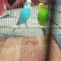 مرغ عشق نرماده