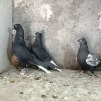 ساعت طرح کفتر
