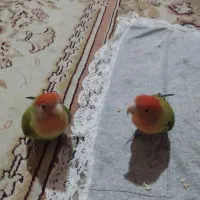 یه جفت طوطی کوتوله سخنگو|پرنده|مشهد, قائم|دیوار