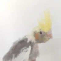 دوعددجوجه عروس هلندی|پرنده|نورآباد, |دیوار