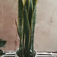 گلهای آپارتمانی زیبا|گل و گیاه طبیعی|قشم, |دیوار