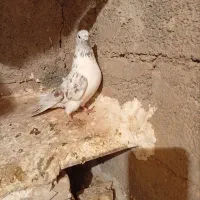 کبوتر فروشی