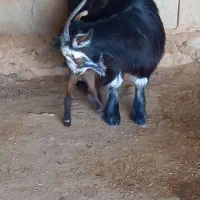 بز افغانی اصل ۳ ماه نیم حامله با دوتا بیگ نر ماده