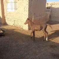 اسب مادیان وکره نریان کرد|اسب و تجهیزات اسب‌سواری|بشاریات, |دیوار