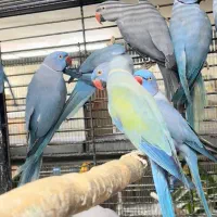 انواع جفت ها طوطی ملنگو