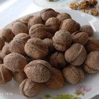 فروش گردو