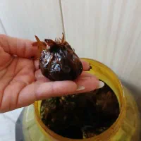 ترشی سیر ۱۰ ساله