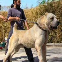 سگ قوی|سگ|نیشابور, ۲۲ بهمن|دیوار