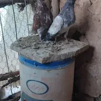 کفتر|پرنده|سلطانیه, |دیوار