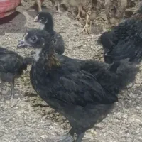 جوجه مرغ محلی دوماهه واکسن خورده