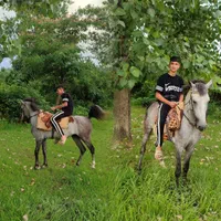 اسب نریان کرد