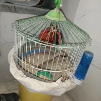 سره خاکی|پرنده|قم, حکمت شمالی|دیوار