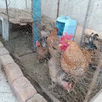 سه عدد مرغ با یک خروس به همراه قفس
