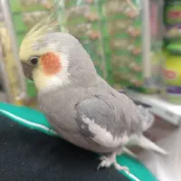 عروس هلندی باهوش جفت|پرنده|کشاورز, |دیوار