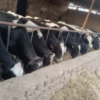 گوساله صنعتی.