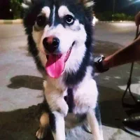 هاسکی|سگ|مبارکه, |دیوار