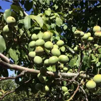 نهالستان پالیز دارای ارقام متنوع دیرگل و پربار|خدمات باغبانی و درختکاری|محمودآباد, |دیوار