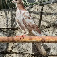 کبوتر نوک قنار جوان|پرنده|ساری, |دیوار