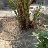 دمیت حاج باقری اصل|گل و گیاه طبیعی|وحدتیه, |دیوار