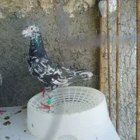 معاوضه فقط با اشعل سیاه