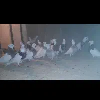 کبوتر فروشی