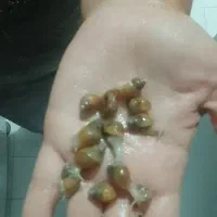 جوجه حلزون البینو