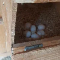 فروش عروس هلندی|پرنده|لامرد, |دیوار