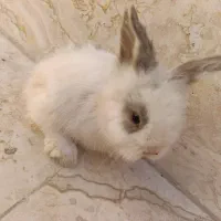 توله خرگوش لپ(عروسک زنده)|موش و خرگوش|دوگنبدان, |دیوار