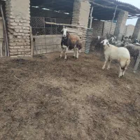 قوچ شیشک و بره قوچ بروجردی|حیوانات مزرعه|فاضل آباد, |دیوار